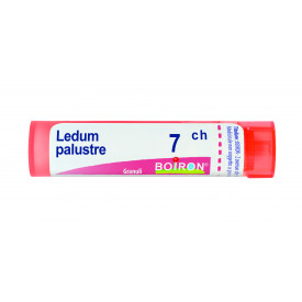 Ledum Palustre 7ch Gr