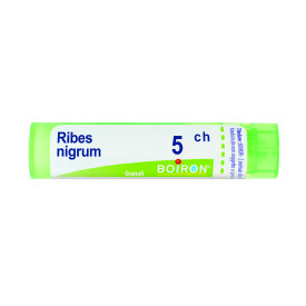 Ribes Nigrum 5ch Gr