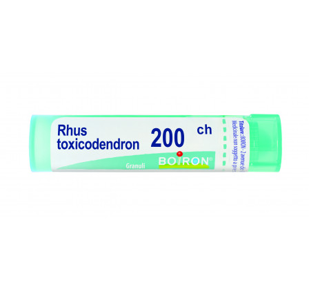 Rhus Toxicodendron 200ch 80gr